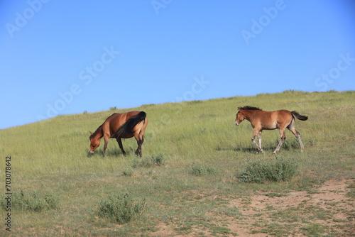 horses in the grasslands