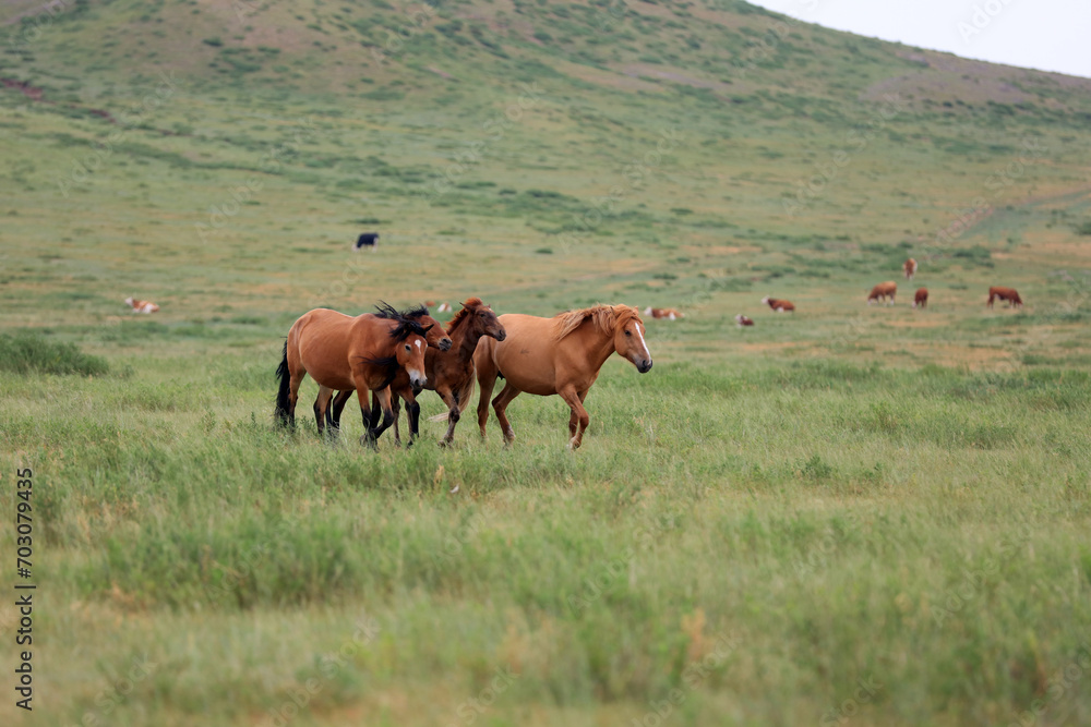 horses in the grasslands