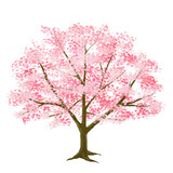 満開に咲いた背の低い桜の木のイラスト