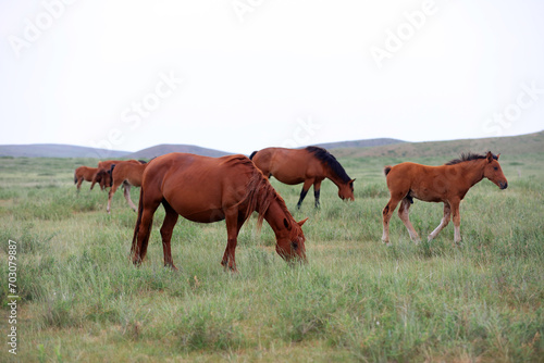 horses in the grasslands