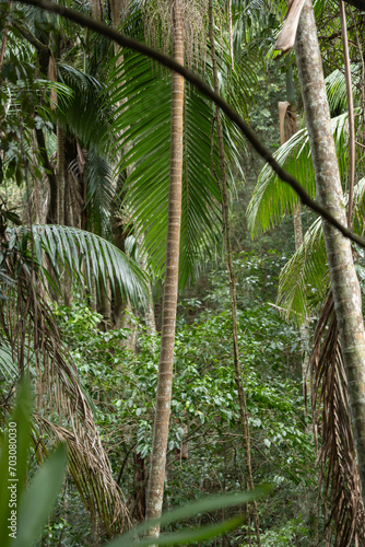 Scenic views on the rainforest canopy at the Tamborine Rainforest Skywalk in Queensland, Australia