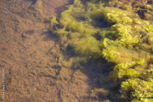 Green unpleasant algae spreading on the shore of a pond
