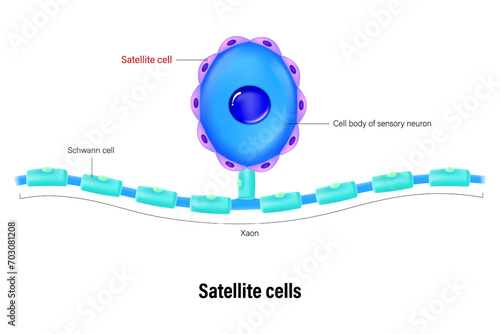 Satellite cell vector. Glial cells (neuroglia). Central nervous system. photo