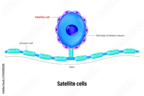 Satellite cell vector. Glial cells (neuroglia). Central nervous system.