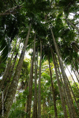 Scenic views on the rainforest canopy at the Tamborine Rainforest Skywalk in Queensland  Australia