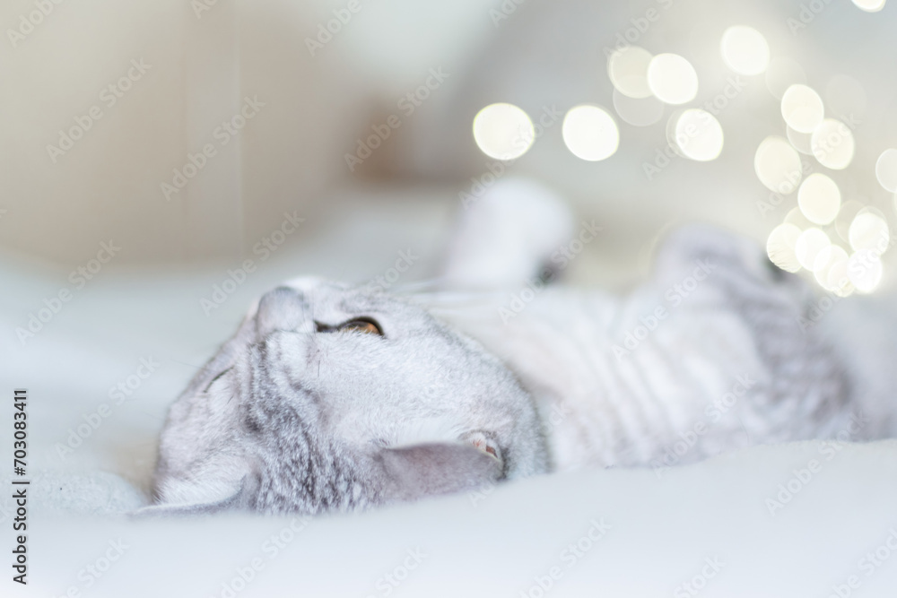 Scottish straight cat lies on his back bokeh from lights in the background. Cat upside down. Close up white cat face. Favorite pets, cat food. Scottish straight cat lies on his back bokeh from lights in the background. Cat upside down. Close up white cat face. Favorite pets, cat food.