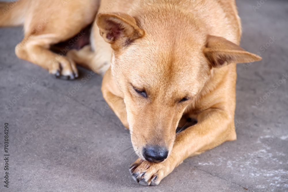 Asian brown dog sleeping on concrete floor background Asian brown dog sleeping on concrete floor background