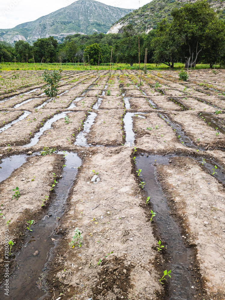 Tilling the land Nature in Growth, agriculture fertile ground Tilling the land Nature in Growth, agriculture fertile ground