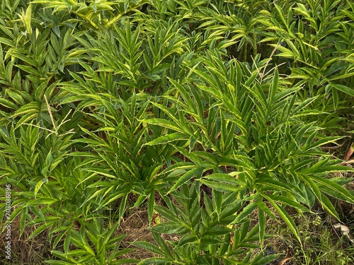 Porang or tuber plant  Amorphophallus muelleri  crop agricultural field