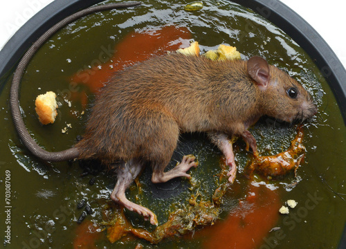 Rat brown dead was glued on Glue Trap board.