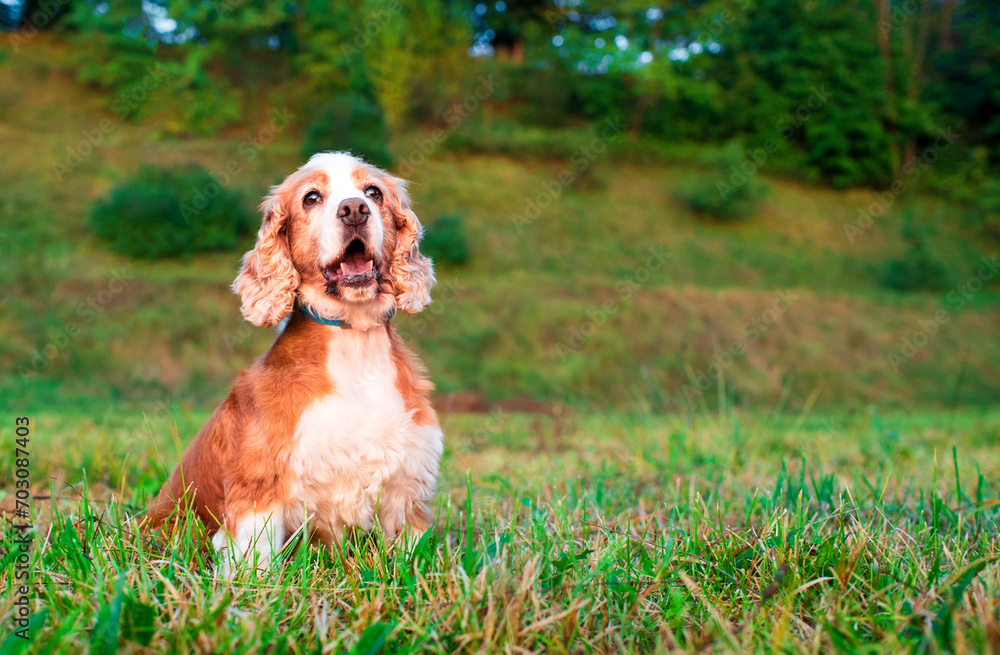 A dog of the English cocker spaniel breed is sitting on the grass. The dog has fluffy and beautiful fur. A dog with its mouth open is looking straight ahead. The photo is horizontal and blurry.