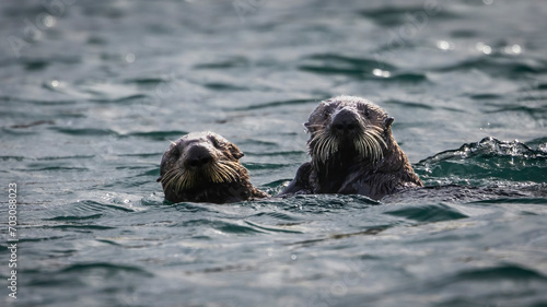 A Pair of California Otters in Moss Landing