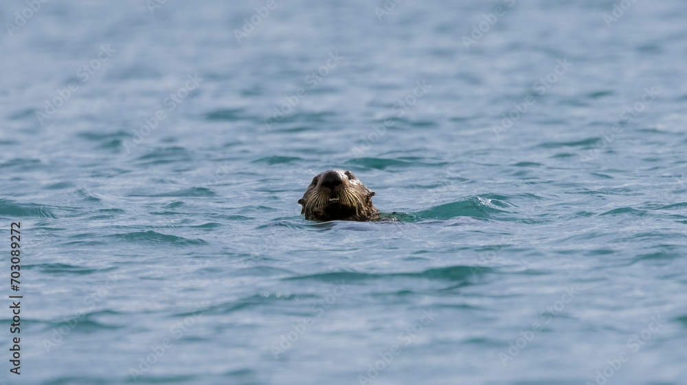 A curious California Sea Otter A curious California Sea Otter