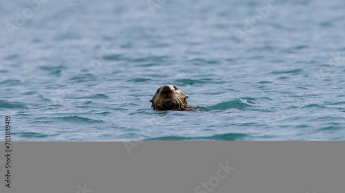 A curious California Sea Otter