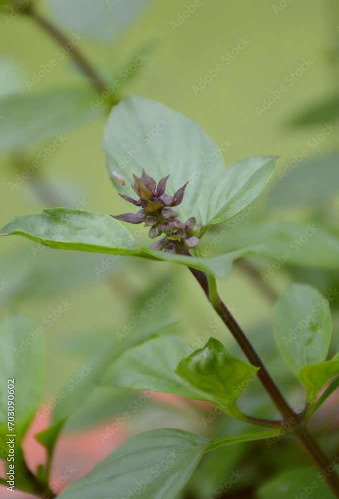 close up of a sweet basil flower in the garden close up of a sweet basil flower in the garden
