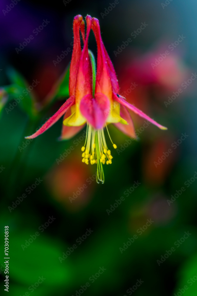 Obraz premium Eastern Red Columbine flower