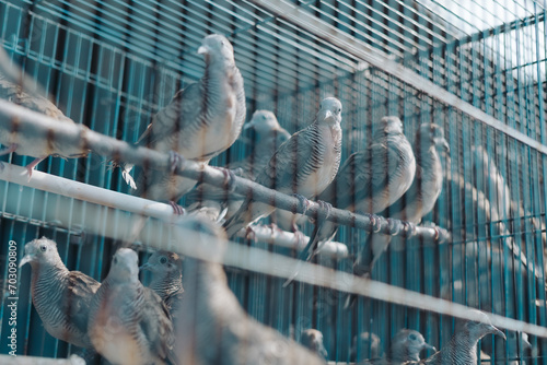 Burung perkutut or turtle dove birds (Geopelia striata) perching in a cage for sale