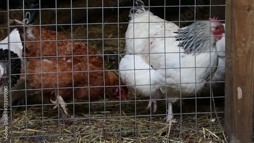 Chickens in wire mesh covered run. UK photo