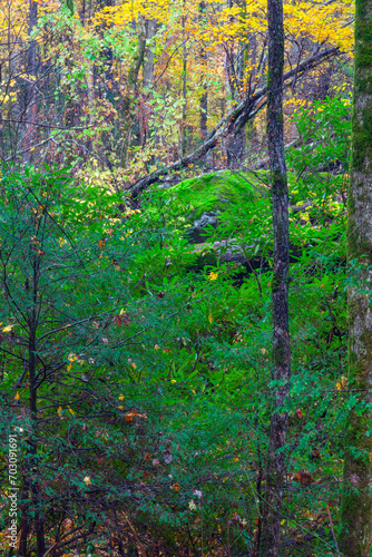 Fototapeta Naklejka Na Ścianę i Meble -  Green Leaves in Autumn in the Great Smoky Mountains National Park