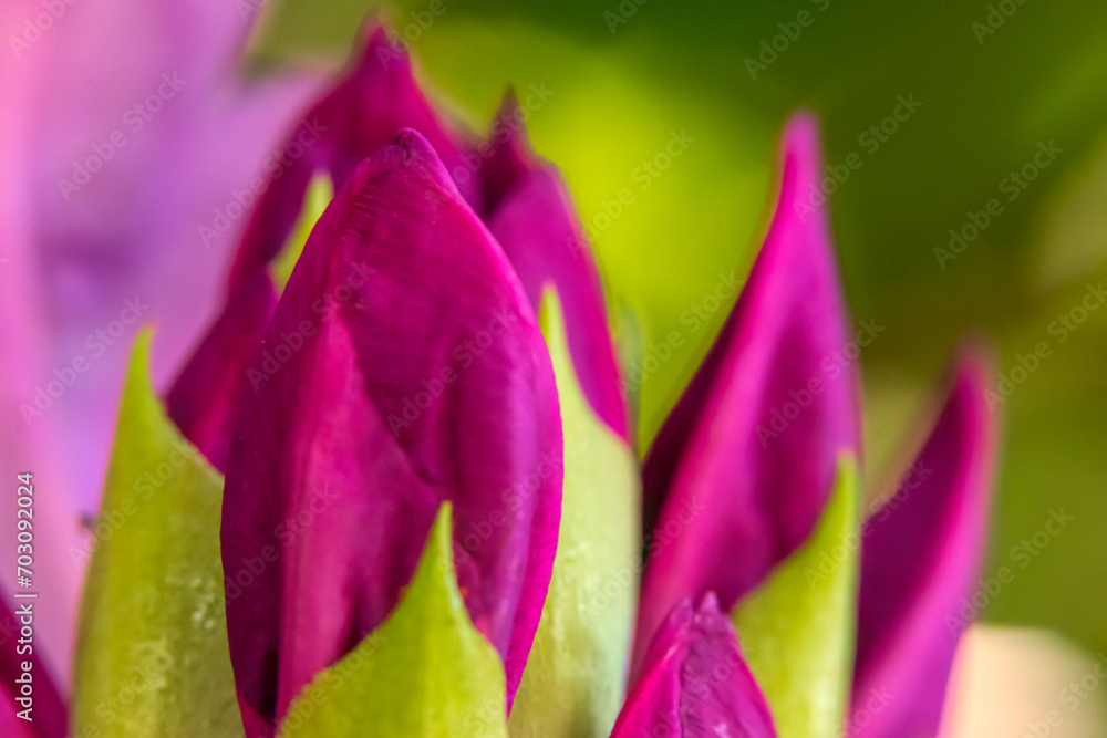Rhododendron are insect pollinated and produce large amounts of sugar-rich nectar to 'reward' visiting pollinators Rhododendron are insect pollinated and produce large amounts of sugar-rich nectar to 'reward' visiting pollinators