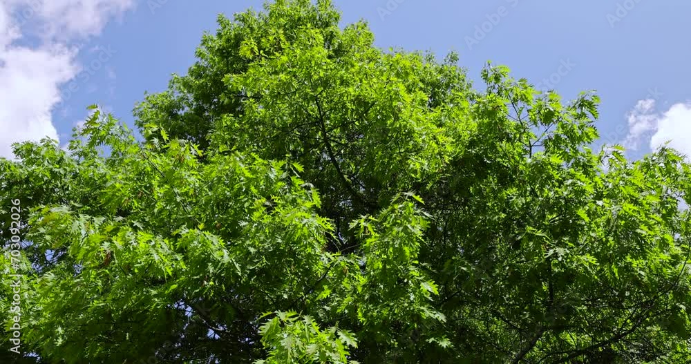 oak with green foliage in the spring season, green oak foliage in sunny weather in the spring park oak with green foliage in the spring season, green oak foliage in sunny weather in the spring park