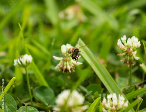 Honey Bee in flight © Carolina Wildscapes