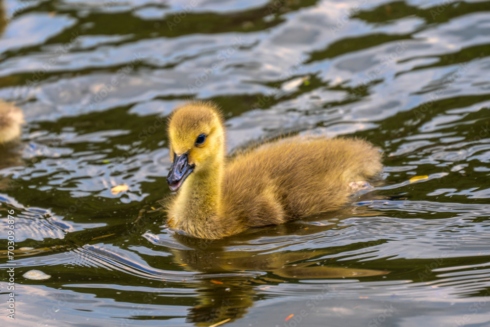 Baby geese, called goslings, take about a month to hatch. Babies are covered with soft feathers called down. Baby geese, called goslings, take about a month to hatch. Babies are covered with soft feathers called down.