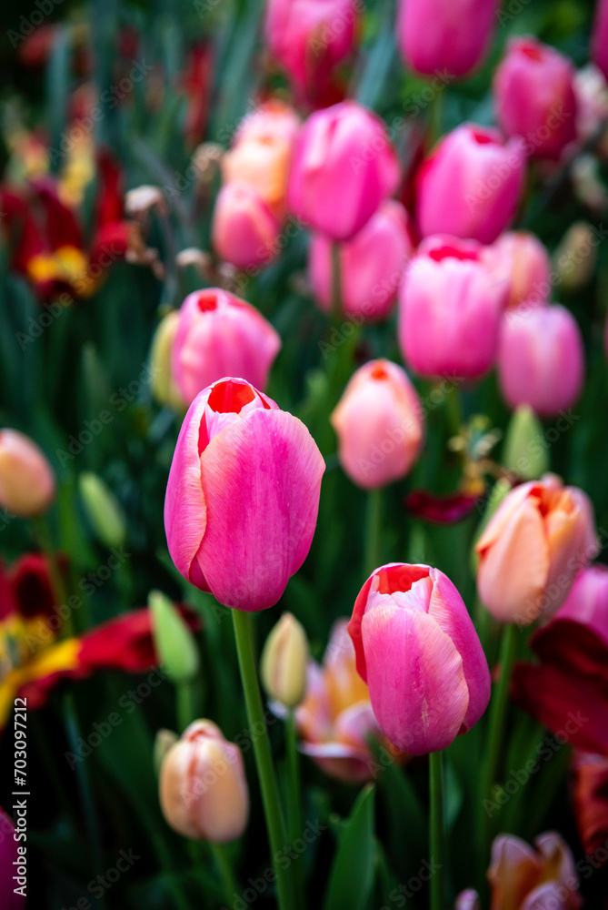 Pink colorful tulips