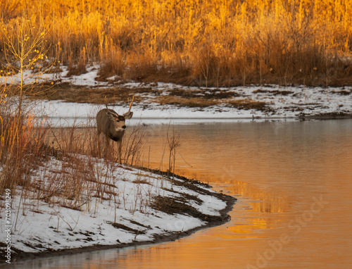Mule deer buck at frozen pond