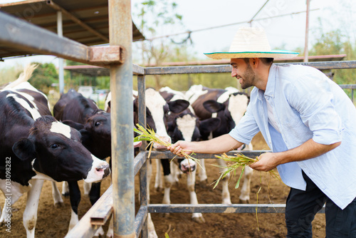 Portrait of Middle East Asian male farming worker feeds a cows with a grass hay in dairy farm. Worker in modern livestock industry and agricultural farming concept.