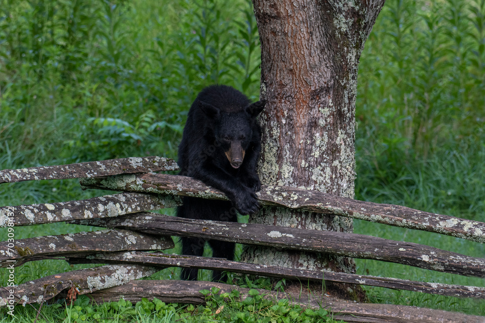 Obraz premium Black bears also eat berries and fruits, which are essential to vary the bear’s diet.