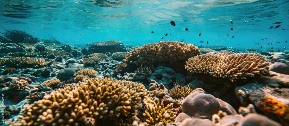 Fototapeta premium An upturned coral is slowly dying due to pollution, overfishing, and climate change.