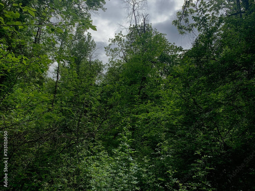 Fototapeta premium trees in the forest