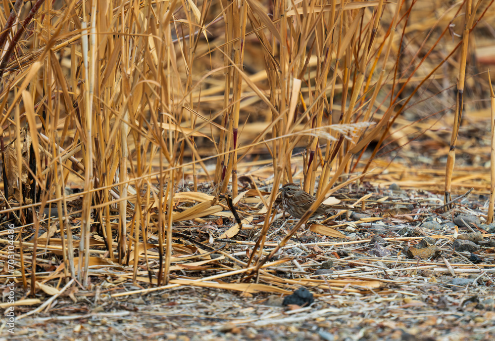 White crowned sparrow in Idaho White crowned sparrow in Idaho