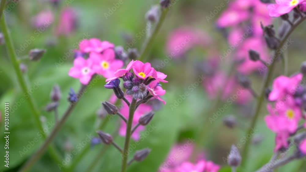 Macro Shot of a Pink Myosotis Flower in a Garden (forget-me-nots, scorpion grasses) Macro Shot of a Pink Myosotis Flower in a Garden (forget-me-nots, scorpion grasses)
