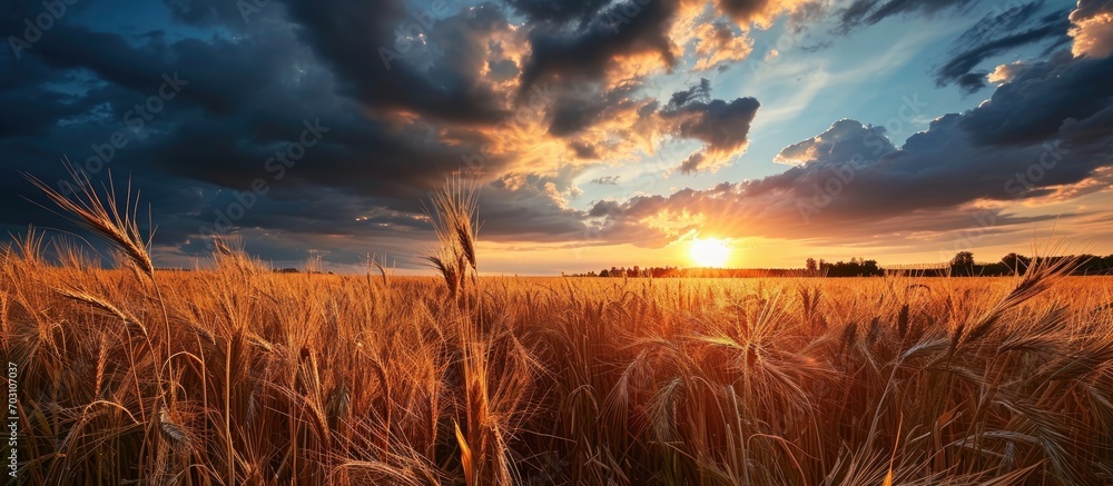 Dramatic cloudy sky at sunrise or sunset over a rye field with golden ears. - obrazy, fototapety, plakaty 