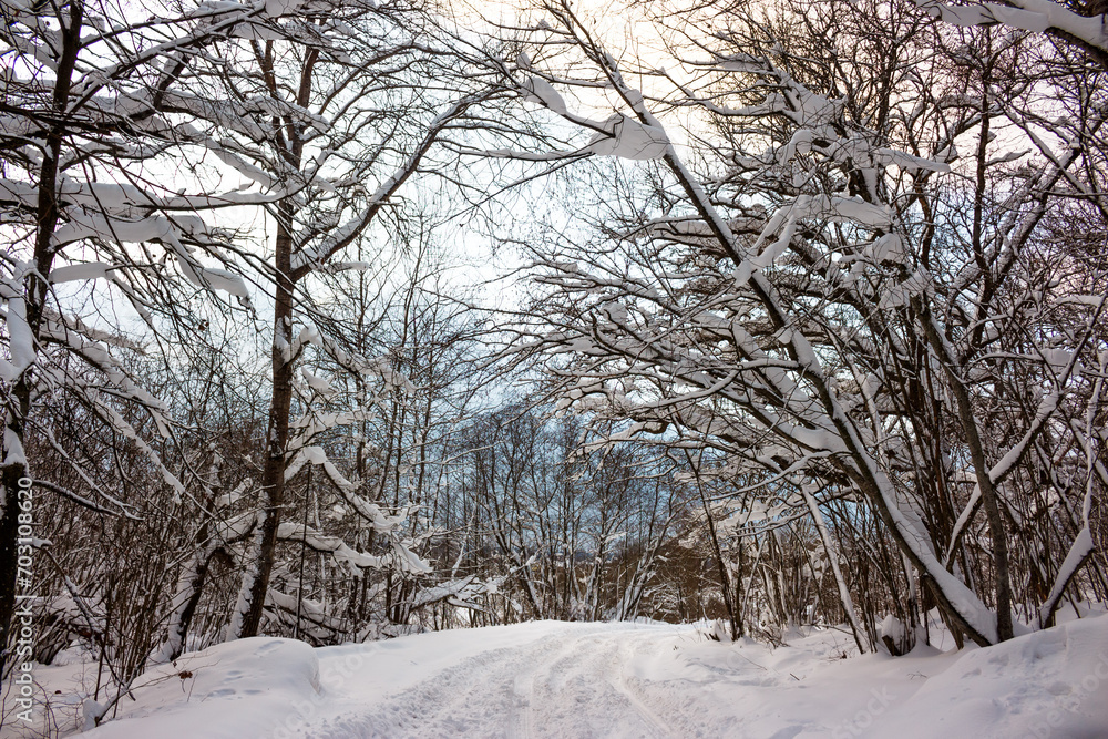Fototapeta premium Winter snowy road and snow-covered trees around