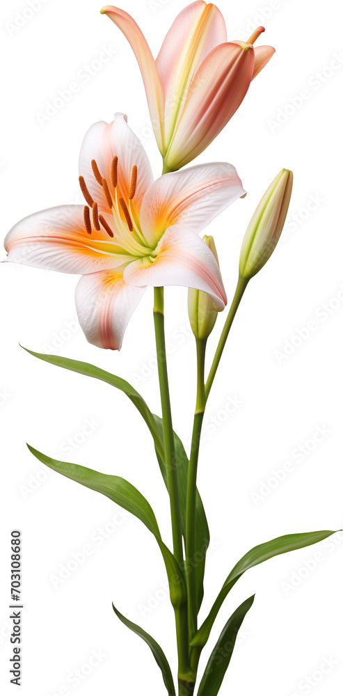 Naklejka premium Lily flower isolated on transparent background. PNG