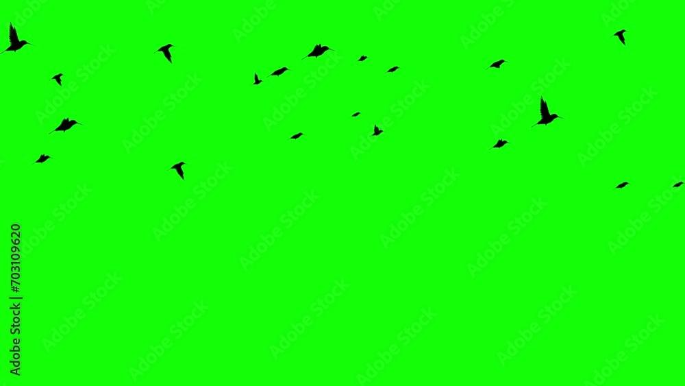 Flying silhouette birds motion graphics with green screen background Flying silhouette birds motion graphics with green screen background