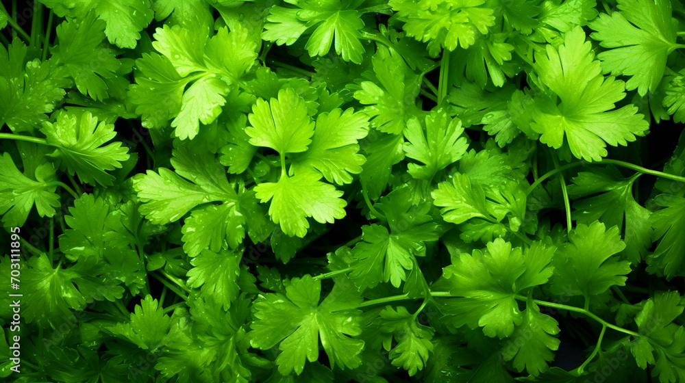 Green parsley leaves pattern wallpaper - ai generative Green parsley leaves pattern wallpaper - ai generative