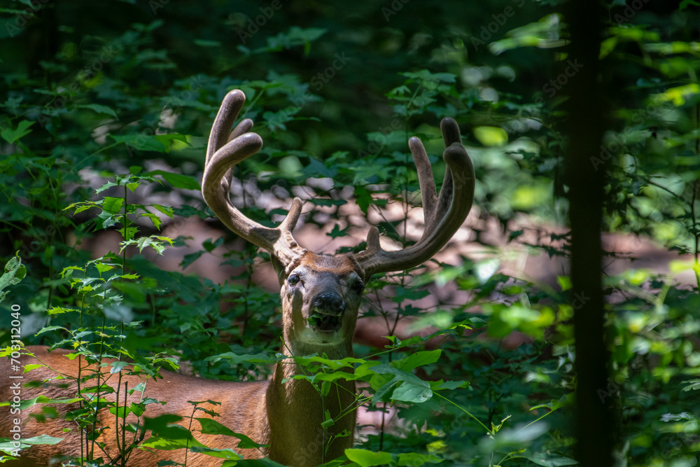 During the early spring, the pedicles grow two little stubs of bone wrapped in sensitive skin called velvet. 
