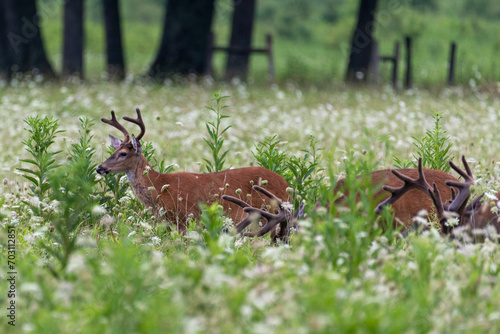During the early spring, the pedicles grow two little stubs of bone wrapped in sensitive skin called velvet. 