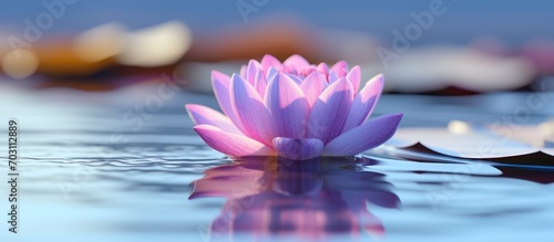 One Pink Lotus Flower amidst the calm blue and purple water
