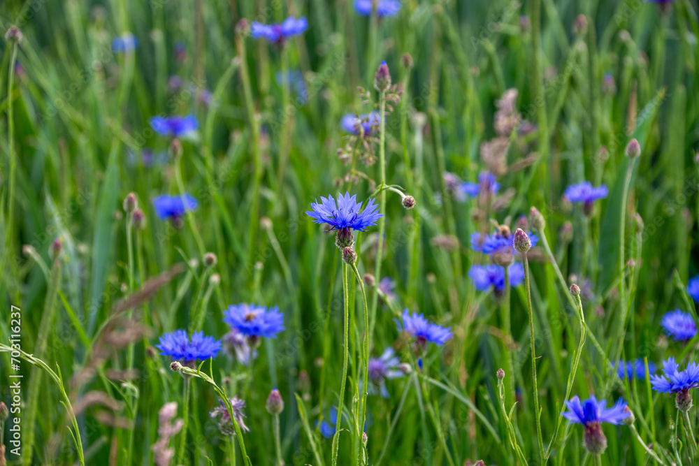 Chaber bławatek (Centaurea Cyanus), blue flower Chaber bławatek (Centaurea Cyanus), blue flower