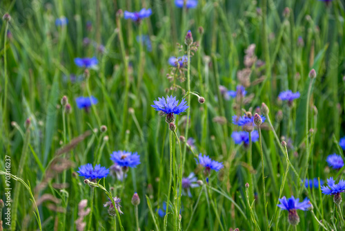 Chaber bławatek (Centaurea Cyanus), blue flower