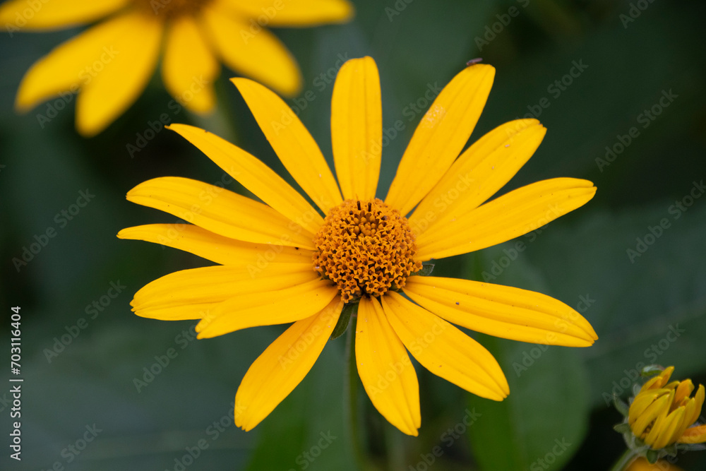Nachyłek wielkokwiatowy (Coreopsis grandiflora), yellow flower Nachyłek wielkokwiatowy (Coreopsis grandiflora), yellow flower