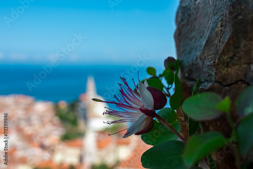 Selective focus of caper flower with scenic aerial view of coastal town Piran, Primorska, Slovenia, Europe. Lookout from City walls Piransko obzidje. Adriatic Mediterranean atmosphere. Slovenian Coast photo