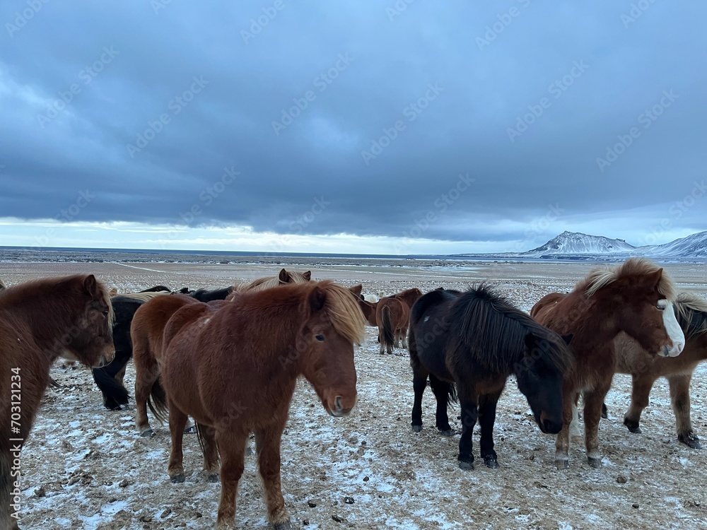 horses on the snow horses on the snow