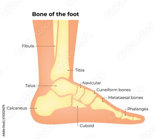 The Bone of The Foot Science Design Vector Illustration Diagram