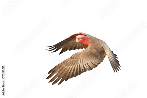 Beautiful of Galah Cockatoo flying isolated on transparent background png file  © Passakorn